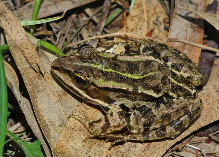 Rana corsa, ma quale? Pelophylax sp.